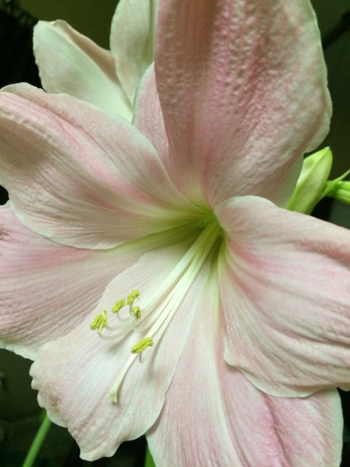 A Large Amaryllis in my Home.